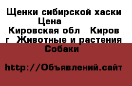 Щенки сибирской хаски › Цена ­ 2 000 - Кировская обл., Киров г. Животные и растения » Собаки   